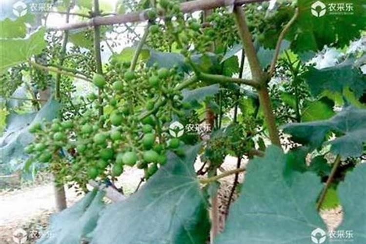豆子亩产多少钱？每亩种豆利润