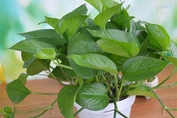 傅老大掺混大豆复合肥每亩用多少？