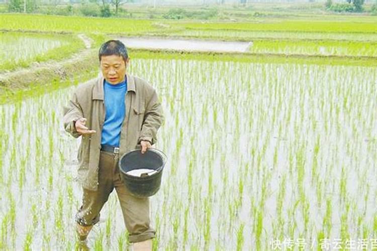 小麦尿素喷叶面肥的用量