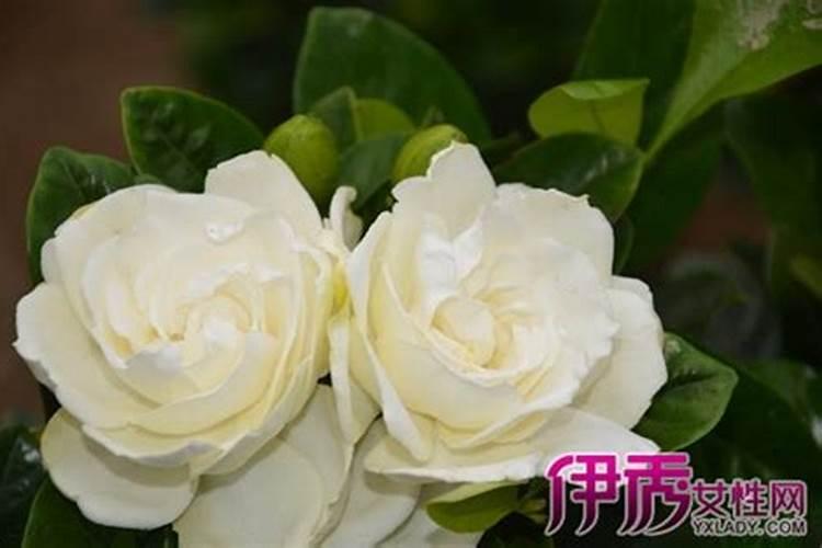 栀子花打骨朵时怎样养,掌握3个要点开出美丽的栀子花
