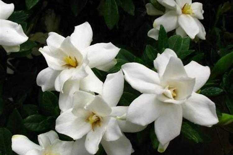 栀子花施什么肥好