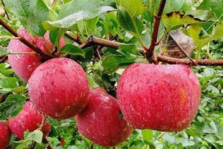 苹果腐烂病(臭皮、烂皮病)的防治方法？