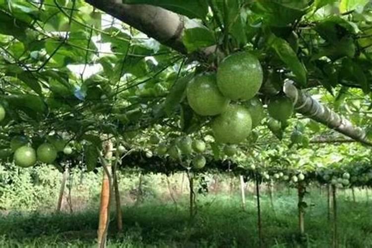 百香果多久施一次肥 施什么肥好