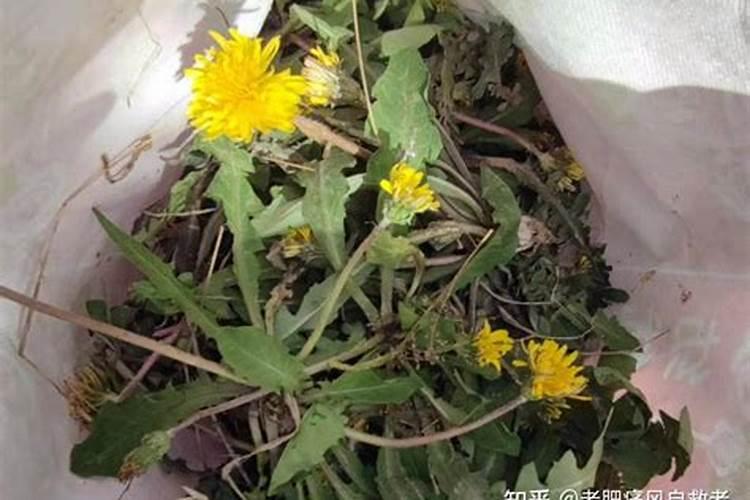 蒲公英施什么肥最好