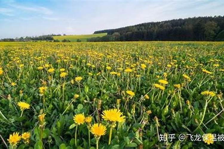 蒲公英如何施肥