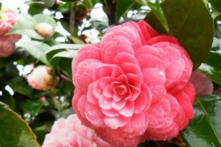 赞美茶花的优美句子