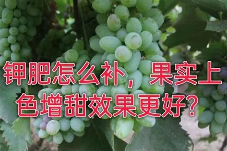月季叶面喷什么肥好