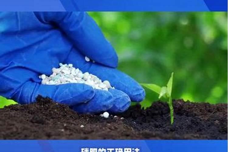 银杏施肥时间和方法