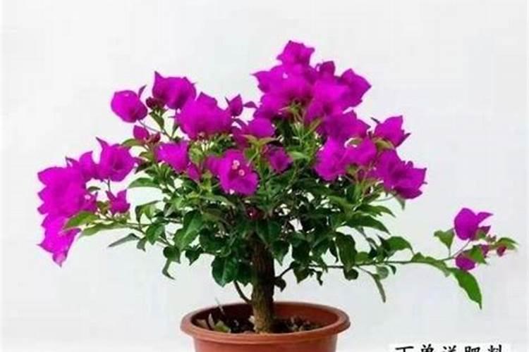 三角梅施什么肥花开满树