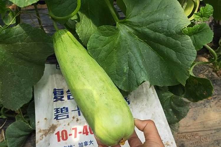叶面肥问题,请问这种叶面肥可以在冬枣幼苗上使用吗？什么时候使用效果比 ...