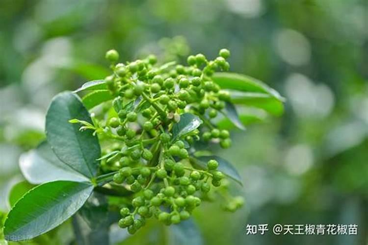 种蔬菜用什么肥料最好呢;种蔬菜主要用什么化肥