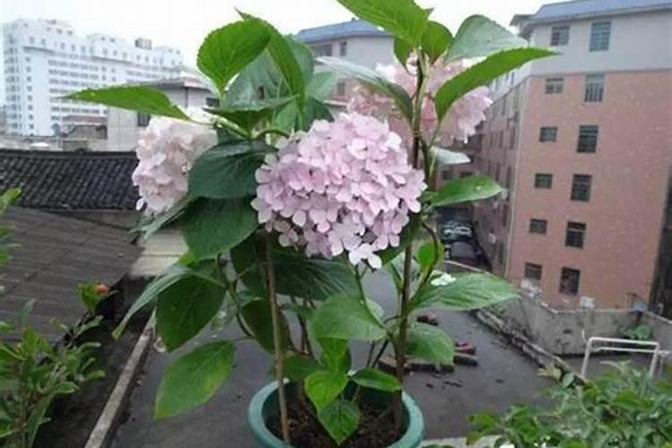 老枝开花的绣球花期过后如何施肥,绣球花什么时间移盆最好