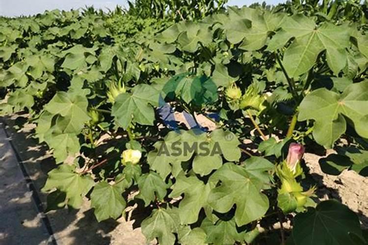 蚌埠市亿丰生物有机肥有限公司怎么样