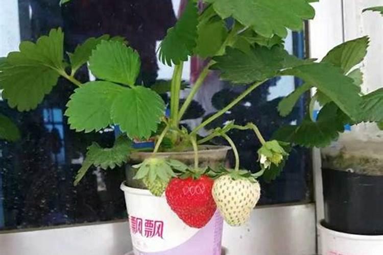 草莓水培种植技术