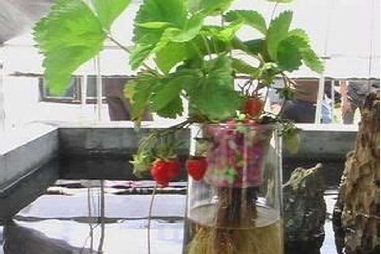 草莓能水培吗