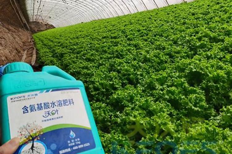 如何给番茄喷叶面肥？钾肥？