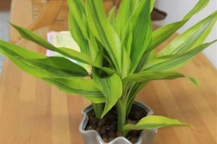 菠萝头子的种植方法