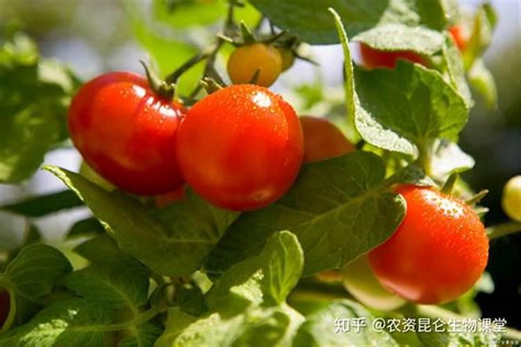 菠萝头怎么种水培