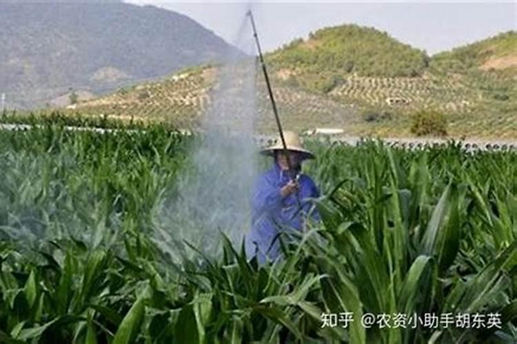 叶面肥价格一般是多少 如何选购好用的叶面肥料