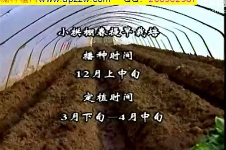 大棚里面种植的茄子,要怎样施底肥才合理？