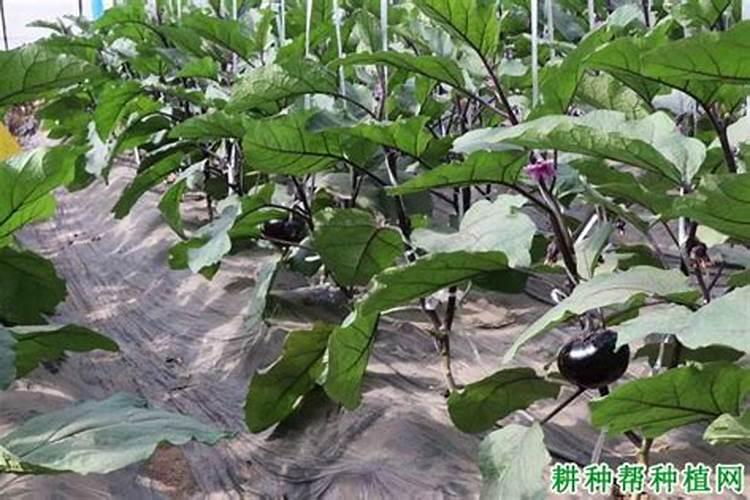 大棚茄子怎么施肥,施什么肥好