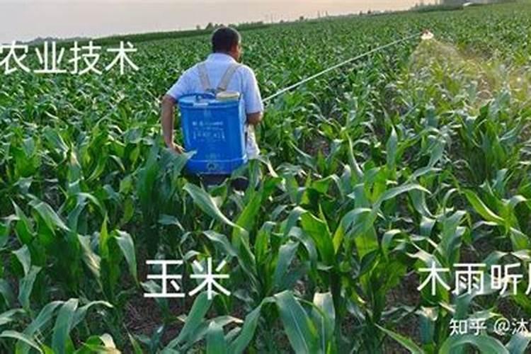 芸苔素多久喷一次,什么时候不能喷,什么情况下使用