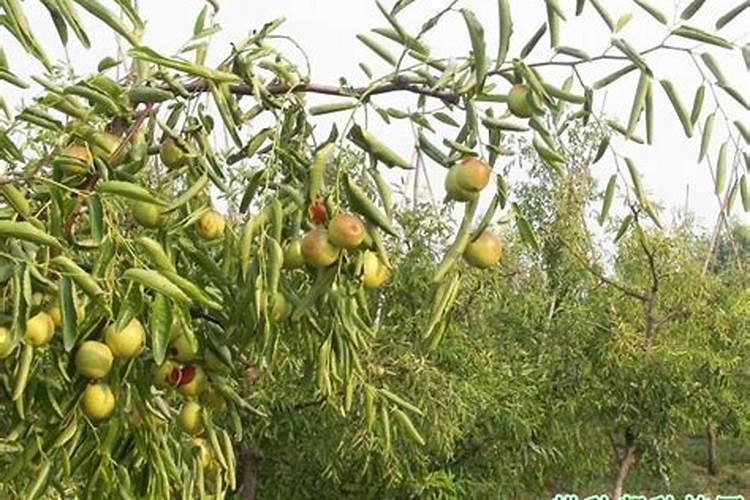 大枣叶面肥应该选什么？如何促进大枣果子膨大？