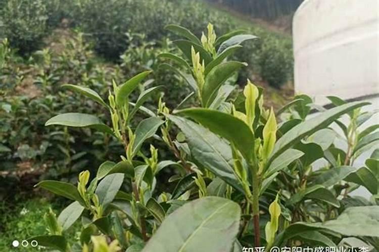 松树用什么肥料最好