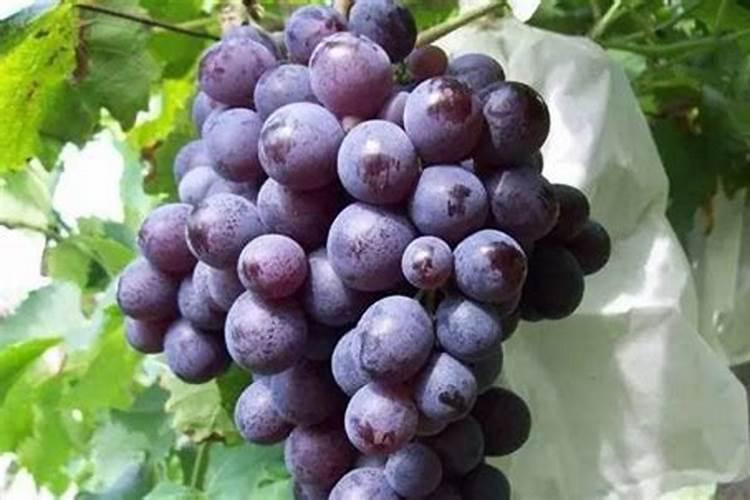 葡萄萌芽期施什么肥 葡萄萌芽期施什么肥好