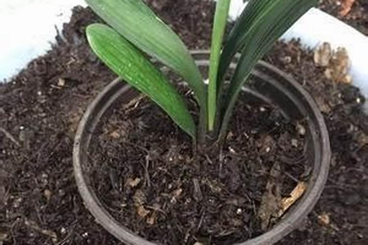 腐植酸能养什么花