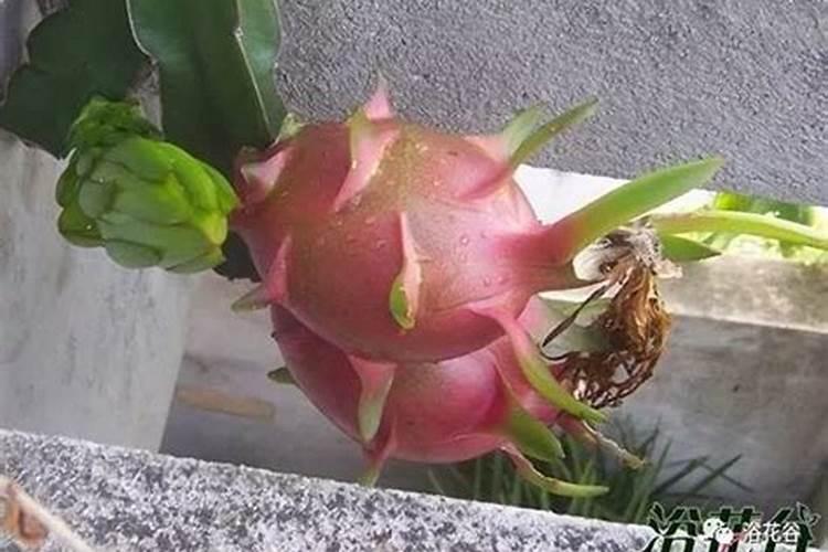 平衡肥料的功效与作用,什么时候用