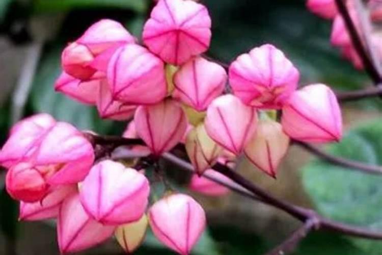 龙吐珠花谢后施什么肥 施肥的正确方法