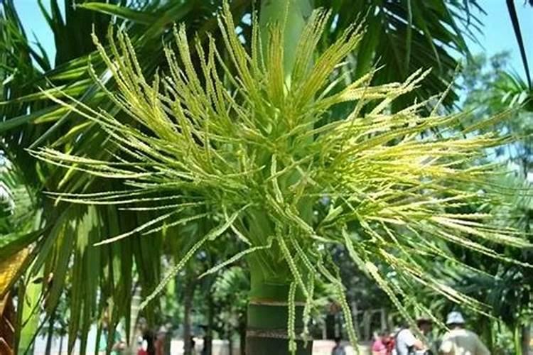 成年槟榔怎样施水肥？