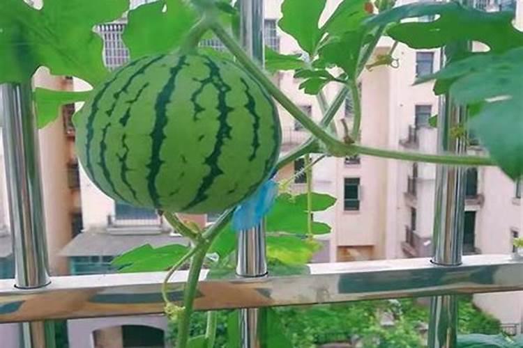 西瓜苗期用什么肥料