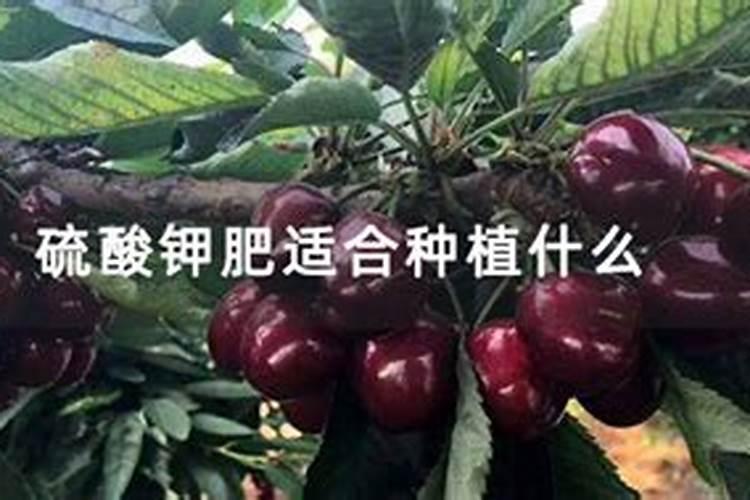 土豆什么时候该施钾肥？土豆钾肥施用方法是什么？