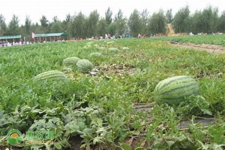 西瓜施什么肥料最甜
