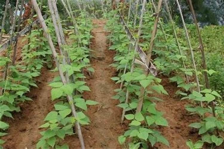 豇豆施肥的正确方法