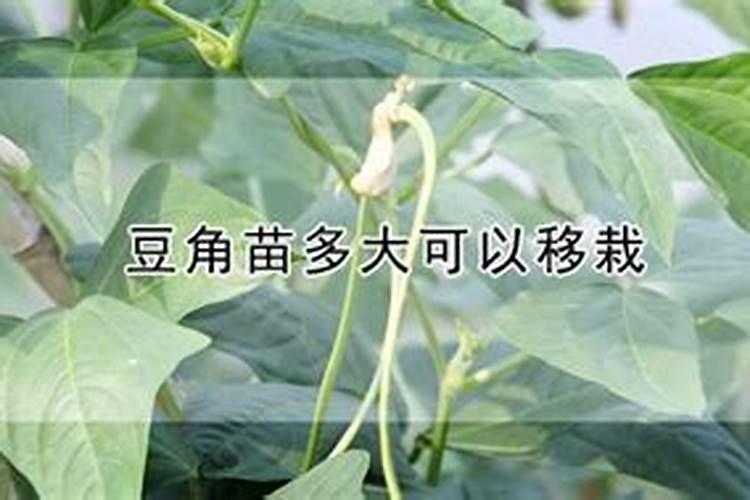 豇豆什么时候施肥 豇豆最合适的施肥时间