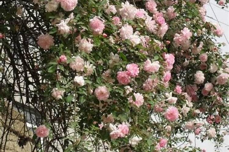 蔷薇花施肥方法