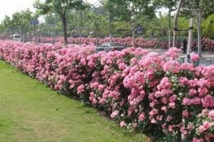 蔷薇花期多久施肥一次最好