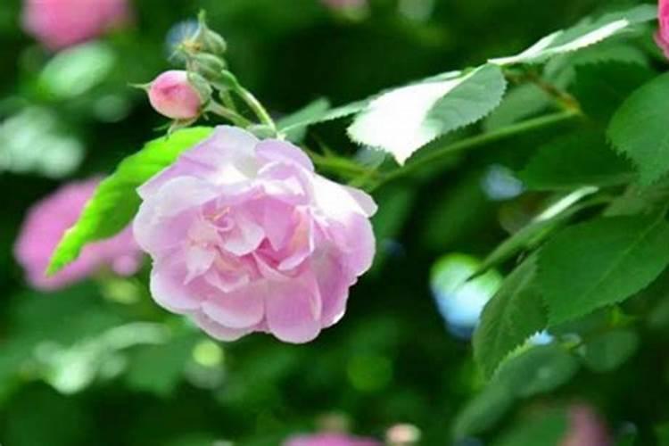 蔷薇开花时可以施肥吗