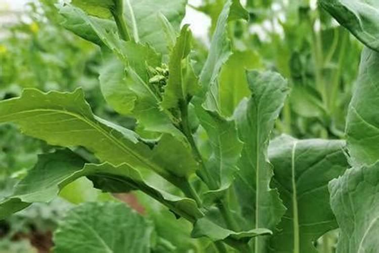 西红柿的种植用什么肥料好