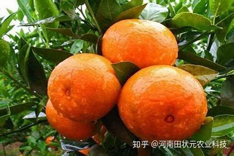 番茄怎么施肥