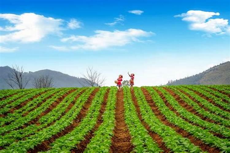 含腐殖酸的水溶肥有什么优缺点？