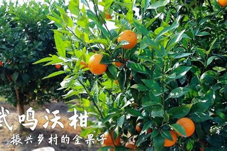 硫酸钾肥料适合种什么