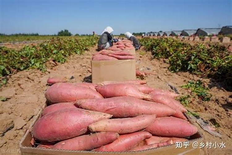 硫酸钾复合肥有什么用 硫酸钾复合肥适用作物