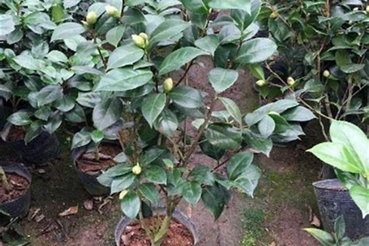 茶花长芽如何施肥
