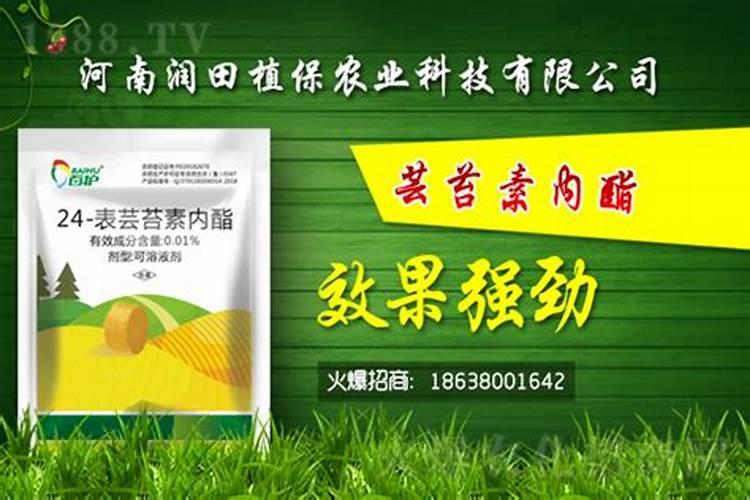 芸苔素内酯在 樱桃树上具体分那几个阶段使用能提高坐果率
