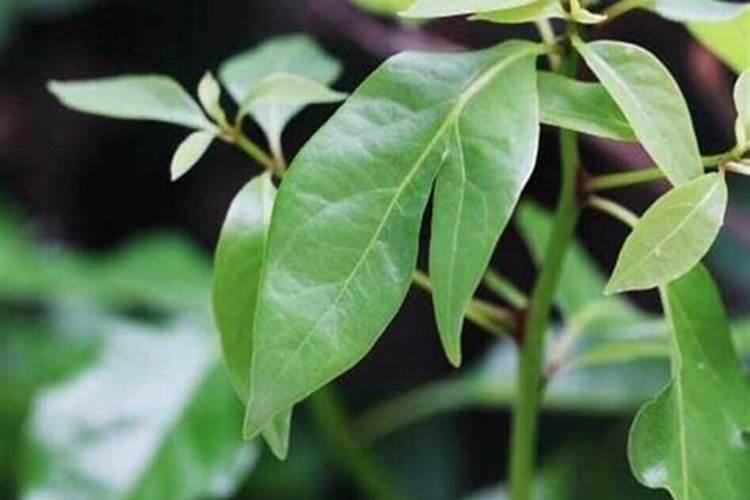 柳树叶干枯之后揉碎拌土里养花可以吗？