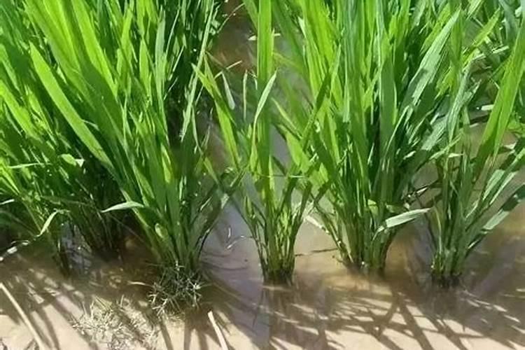 水稻什么时候撒叶面肥